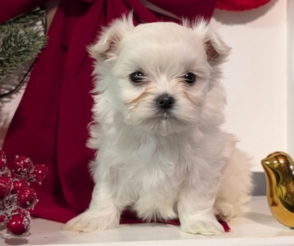 Medium Photo #43 Maltese Puppy For Sale in GOSHEN, IN, USA