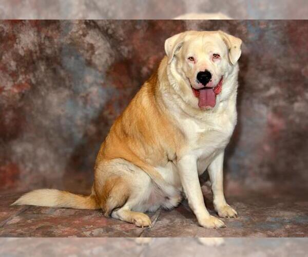 Medium Photo #1 Saint Bernard-Unknown Mix Puppy For Sale in West Valley, UT, USA