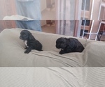 Small #5 Hava-Apso