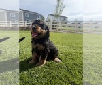 Puppy Zeus Bernedoodle