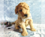 Small Photo #15 Goldendoodle Puppy For Sale in PAULINE, SC, USA