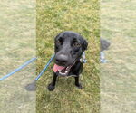 Small #12 Labrador Retriever Mix