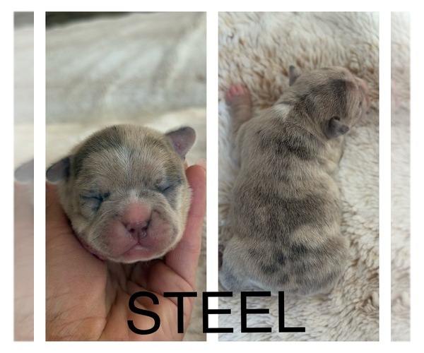 Medium Photo #1 Faux Frenchbo Bulldog Puppy For Sale in COTTONWOOD, CA, USA