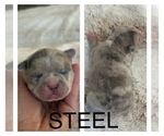 Puppy Steel Faux Frenchbo Bulldog