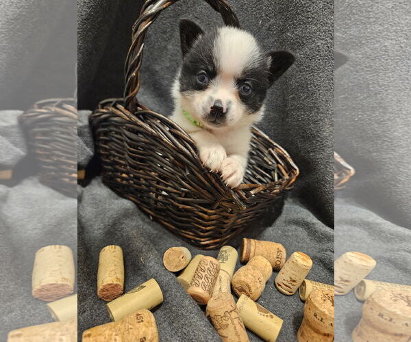 Medium Photo #3 Pomimo Puppy For Sale in Princeton, MN, USA