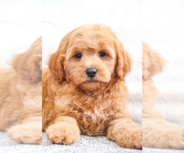 Medium Photo #22 Goldendoodle (Miniature) Puppy For Sale in SYRACUSE, IN, USA