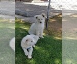 Small Photo #1 German Shepherd Dog Puppy For Sale in HUACHUCA CITY, AZ, USA