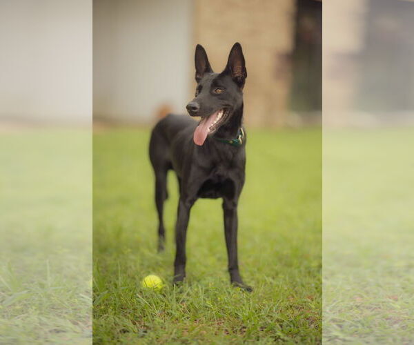 Medium Photo #2 Mutt Puppy For Sale in Orlando, FL, USA