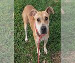 Small American Staffordshire Terrier Mix