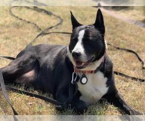 American Pit Bull Terrier-Border Collie Mix Dogs for adoption in Martinez, CA, USA