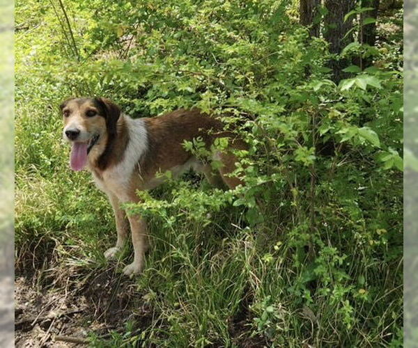 Medium Photo #3 Red Heeler-Unknown Mix Puppy For Sale in Harrison, AR, USA