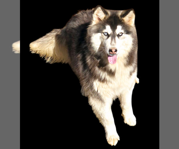 Medium Photo #3 Siberian Husky Puppy For Sale in SANDY HOOK, KY, USA