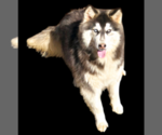 Small #2 Siberian Husky