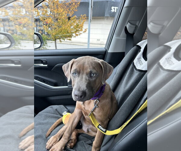 Medium Photo #4 Mutt Puppy For Sale in Boston, MA, USA