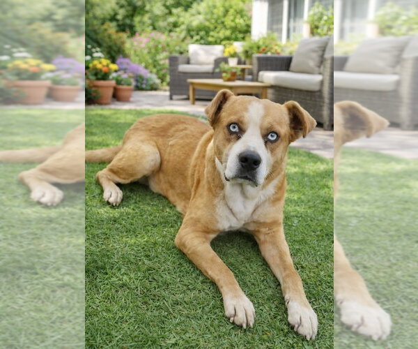 Medium Photo #6 American Staffordshire Terrier-Labrador Retriever Mix Puppy For Sale in San Diego, CA, USA