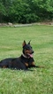 Small Photo #1 Doberman Pinscher Puppy For Sale in CRAIGVILLE, IN, USA