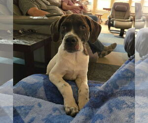 Plott Hound-Unknown Mix Dogs for adoption in Virginia Beach, VA, USA