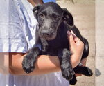 Small #3 Irish Wolfhound Mix