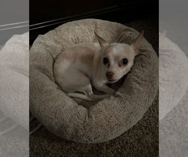 Medium Photo #3 Chihuahua Puppy For Sale in Mundelein, IL, USA
