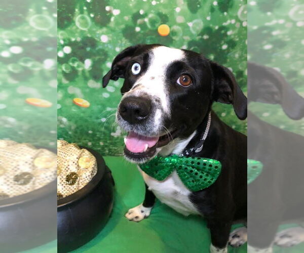 Medium Photo #7 Catahoula Leopard Dog-Unknown Mix Puppy For Sale in Hillsboro, MO, USA