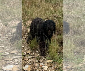 Labradoodle Dogs for adoption in Harrison, AR, USA