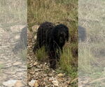 Small Labradoodle