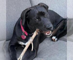 Braya - Adopted! - Female Labrador Retriever-Unknown Mix Dog for Adoption - Photo #18