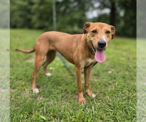 Labrador Retriever-Unknown Mix Dogs for adoption in Attalka, AL, USA