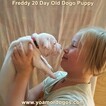 Small Photo #225 Dogo Argentino Puppy For Sale in PINEVILLE, MO, USA