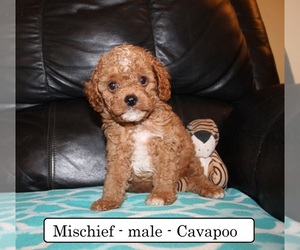 Cavapoo Puppy for sale in CLARKRANGE, TN, USA