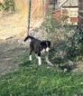 Small Photo #15 Border Collie Puppy For Sale in GUSTINE, CA, USA