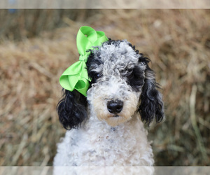 Poodle (Miniature) Puppy for sale in LIBERTY, KY, USA