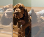 Puppy 1 Bloodhound