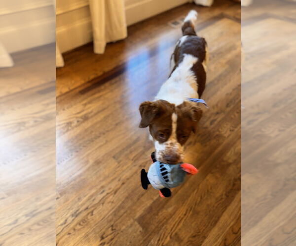 Medium Photo #6 Labany Puppy For Sale in Curwensville, PA, USA