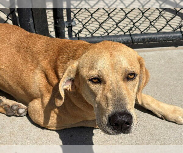 Medium Photo #1 Redbone Coonhound-Unknown Mix Puppy For Sale in Tulsa, OK, USA