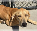 Small Redbone Coonhound Mix