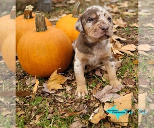 Catahoula Leopard Dog Puppy for sale in MORAN, MI, USA