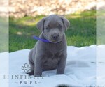 Small #1 Labrador Retriever