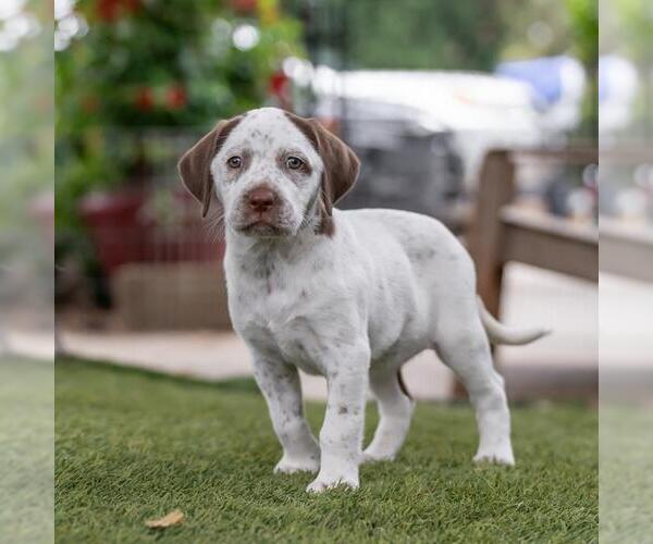 Medium Photo #2 Dalmatian-Labrador Retriever Mix Puppy For Sale in San Diego, CA, USA