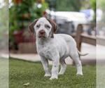 Small #1 Dalmatian-Labrador Retriever Mix