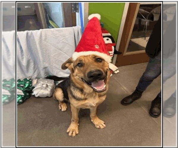 Medium Photo #1 German Shepherd Dog-Great Dane Mix Puppy For Sale in Winston Salem, NC, USA