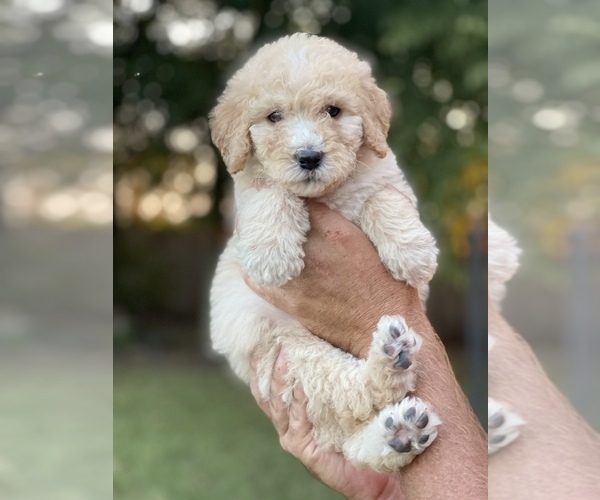Medium Photo #1 Bernedoodle-Bernese Mountain Dog Mix Puppy For Sale in PILOT POINT, TX, USA