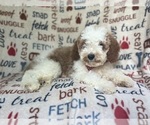 Small #2 Cavapoo