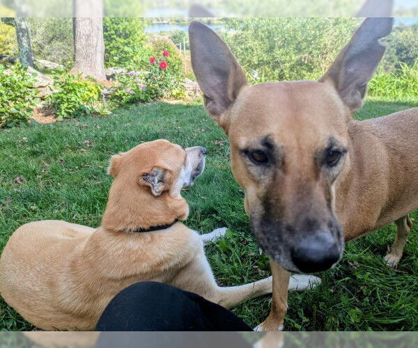 Medium Photo #7 Black Mouth Cur-Unknown Mix Puppy For Sale in Sebec, ME, USA