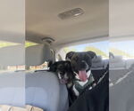 Small #43 Boxer Mix