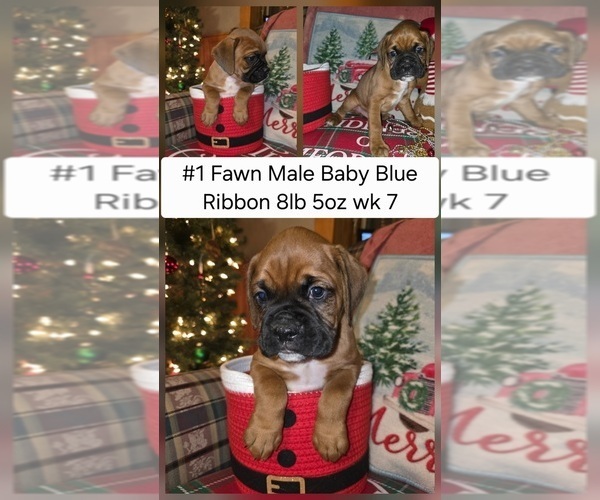 Medium Photo #2 Boxer Puppy For Sale in LINN GROVE, IN, USA