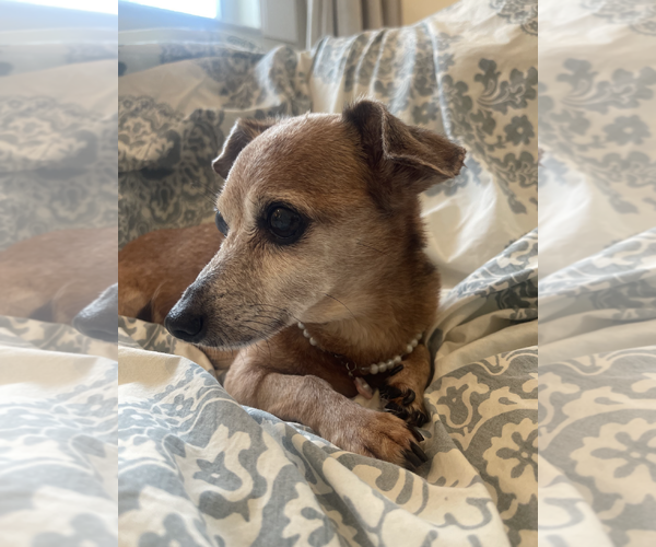 Medium Photo #7 Dachshund-Unknown Mix Puppy For Sale in Weston, FL, USA