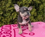 Small Photo #7 French Bulldog Puppy For Sale in GOSHEN, IN, USA