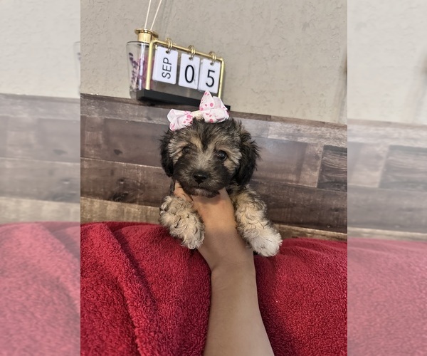 Medium Photo #9 Maltipoo Puppy For Sale in EL PASO, TX, USA