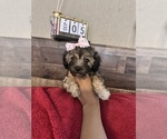 Small #8 Maltipoo